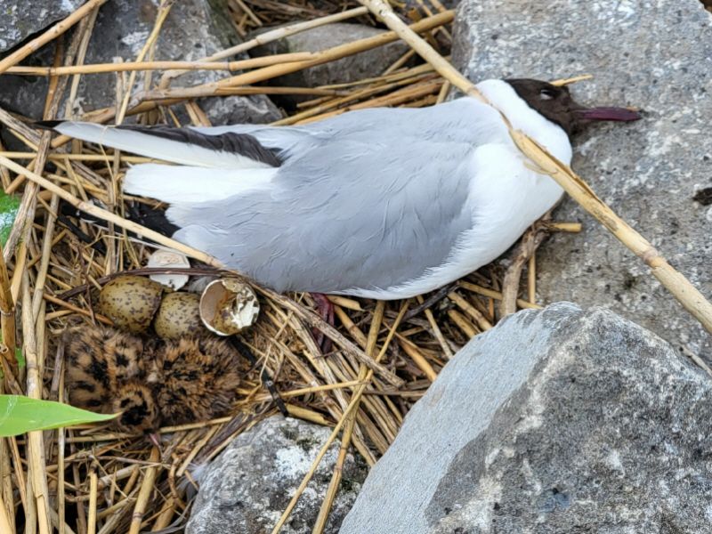 Vogelgriep bij Lanterstrand en Tulpeiland
