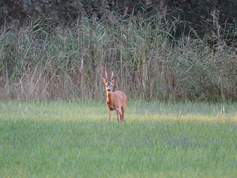 Dauwtrappen op Hemelvaartsdag met IVN Zeewolde
