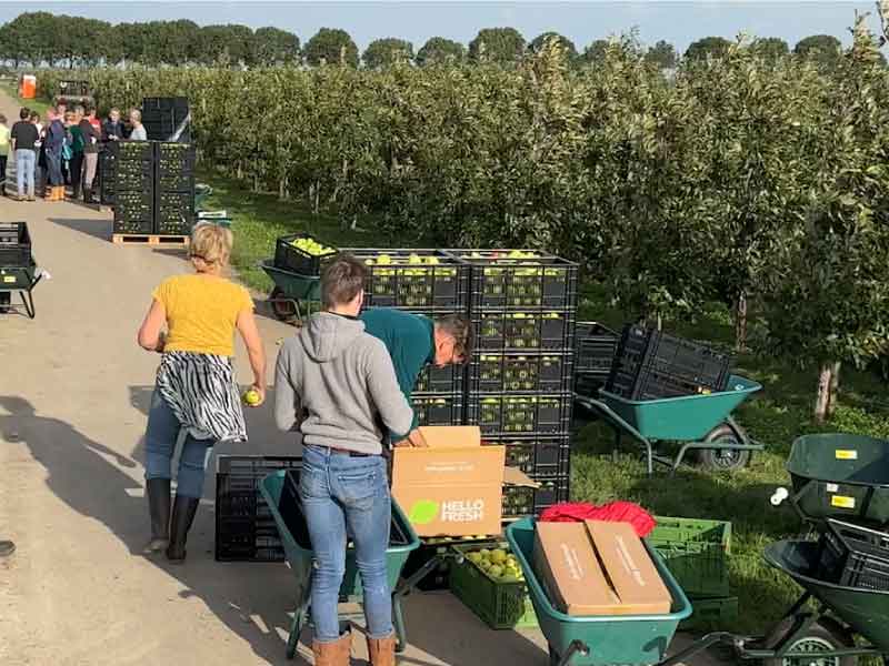 Duizenden kilo's appels geplukt voor de Voedselbanken