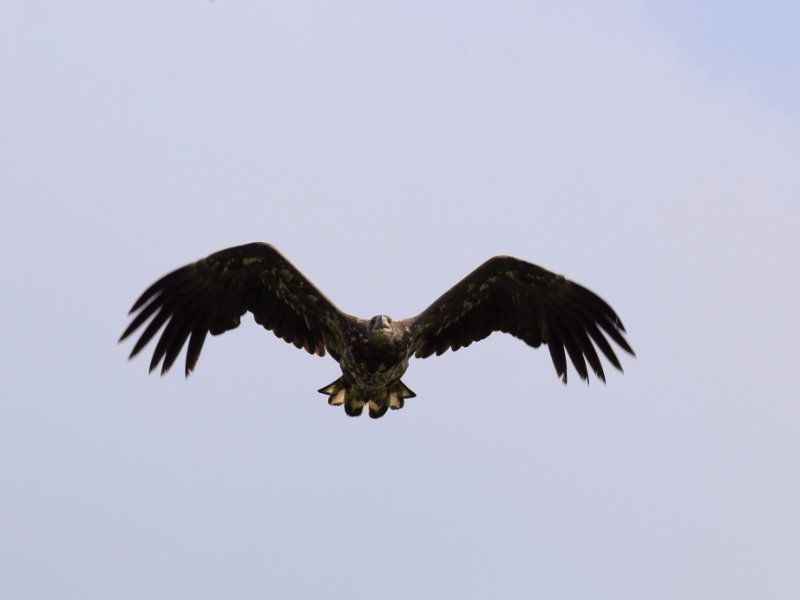 Ruim baan voor zeearend door slimme camera’s in windpark