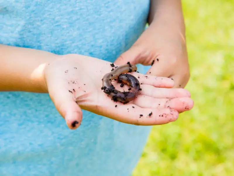 Bodemdieren zoeken en knutselen bij IVN