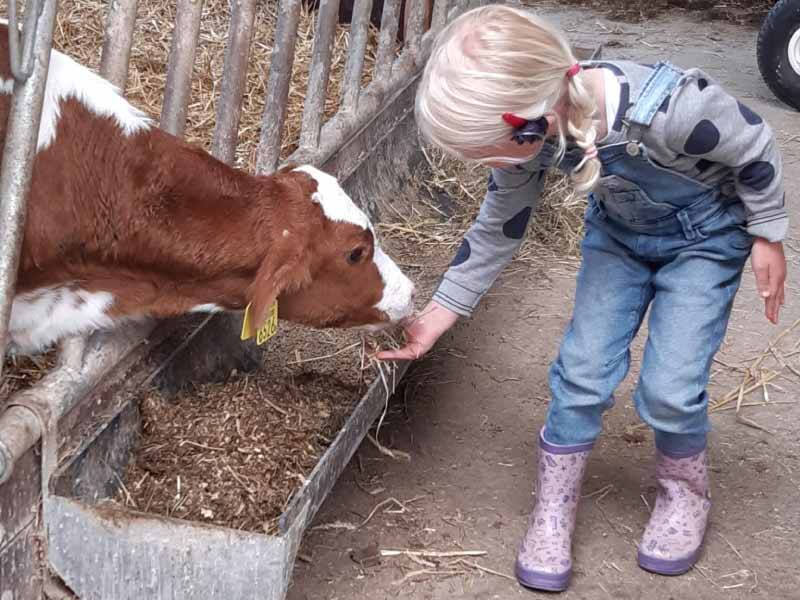 Een meisje met blond haar die een bruin wit kalfje wat eten geeft in de stal