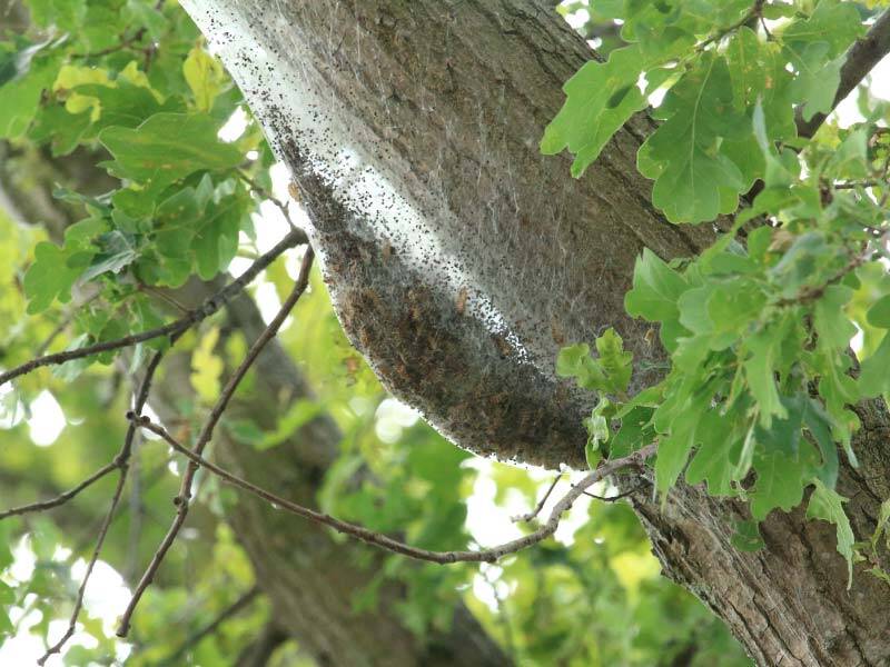 De nest van de eikenprocessierups in een boom