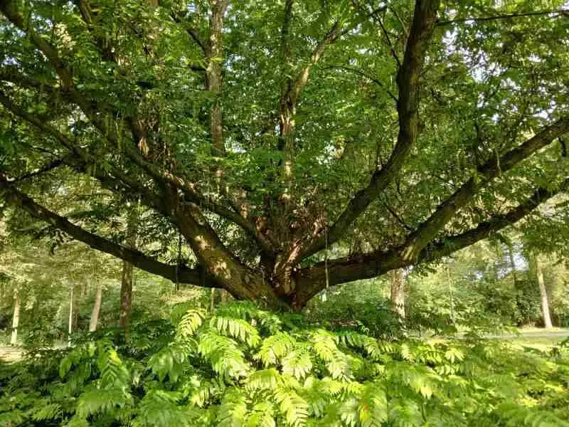 De boom van dichtbij met soort van Varens erom heen