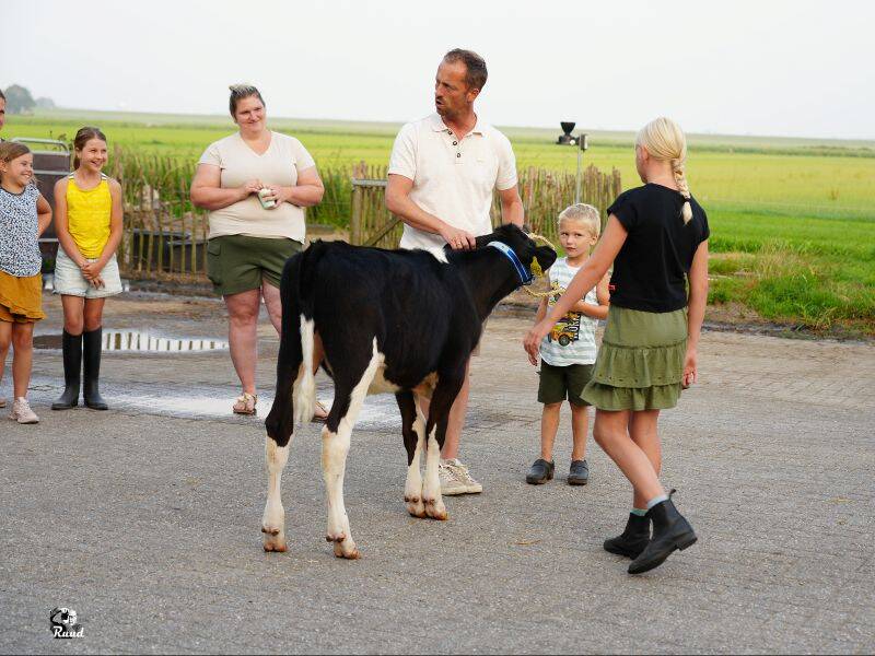 Kalveropfokcursus in Zeewolde bereidt kinderen voor op Pinkendag