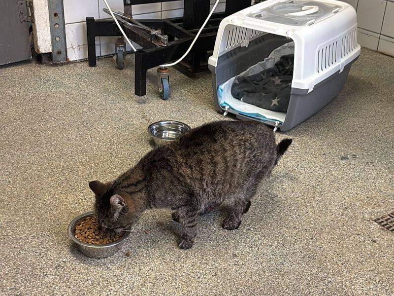 Poes eet een bakje met voer