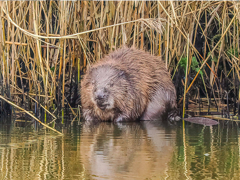 een bever langs het water