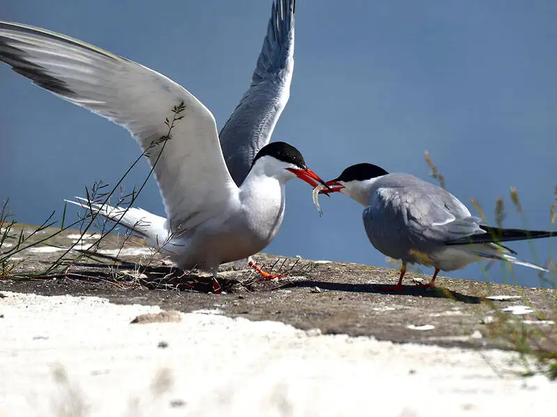 twee vogels die met de snavels elkaar aanraken