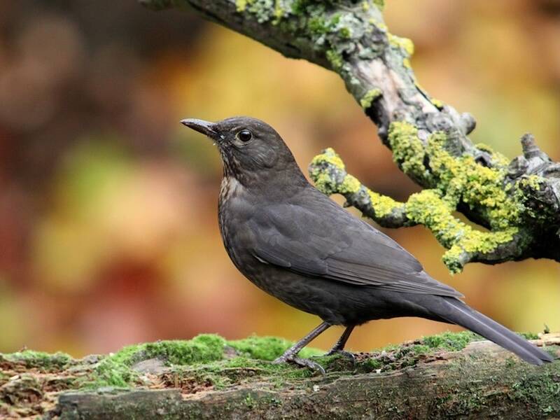 Wandel mee met een vogelaar in Zeewolde