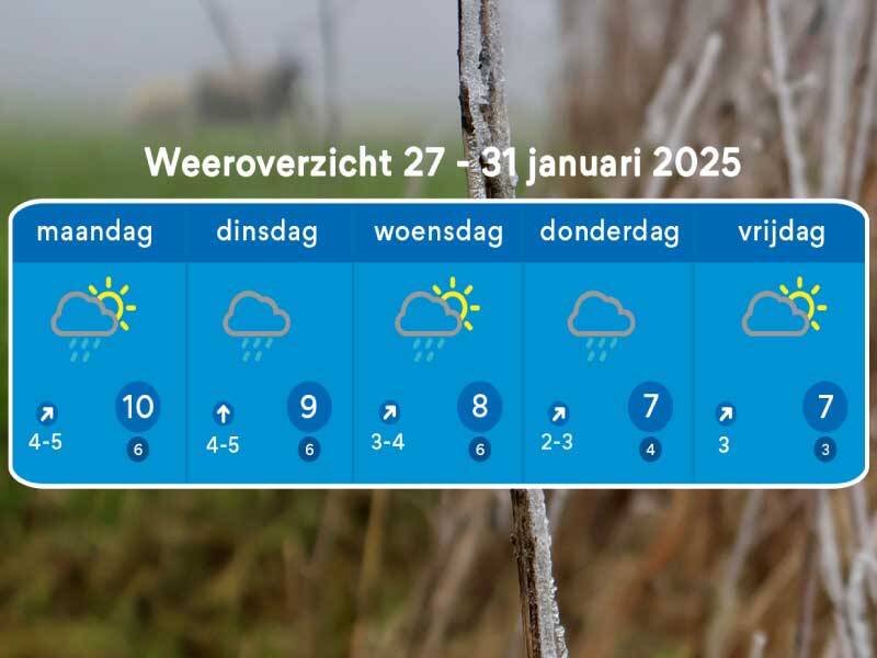 Weeroverzicht tot 1 februari met op achtergrond riet met bevroren rijp