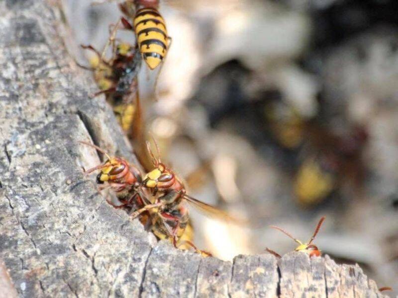 Help! De piekmaand voor wespen en hoornaars begint