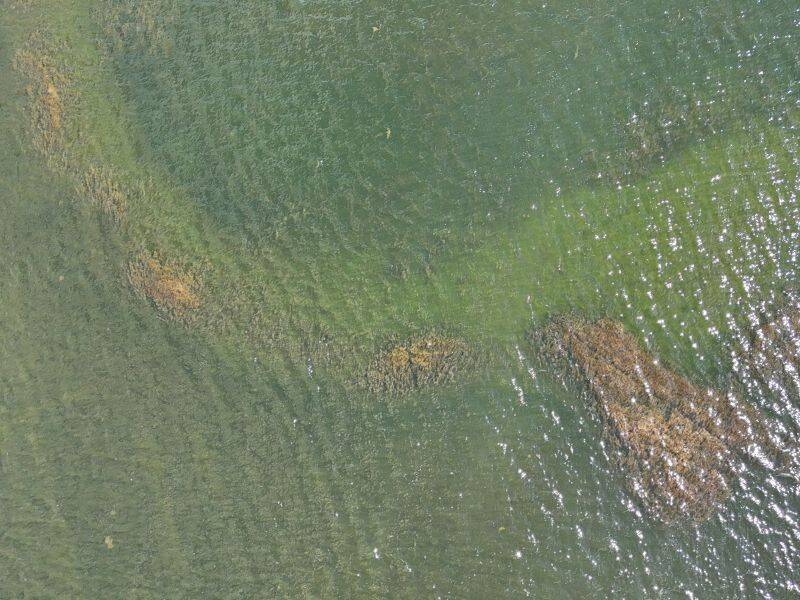 Overlast door waterplanten op Wolderwijd bij Zeewolde