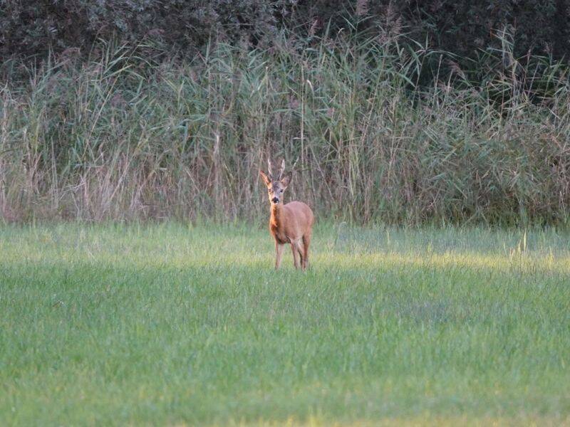 Dauwtrappen: een eeuwenoude traditie
