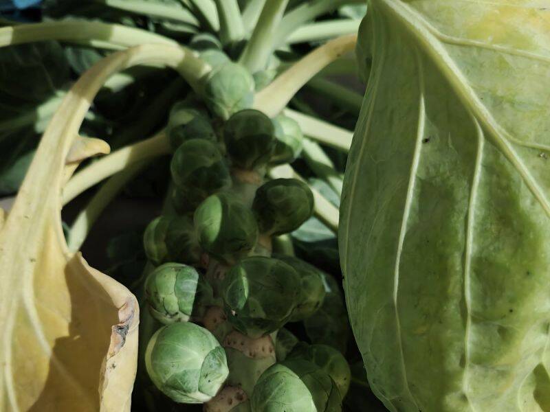 Foto van spruiten nog op de stam.