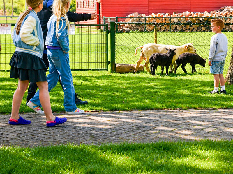 kinderen die kijken naar de dieren bij de MMM boerderij in Zeewolde