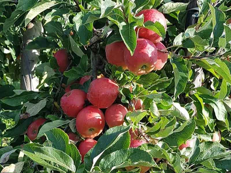 Appels in een appelboom