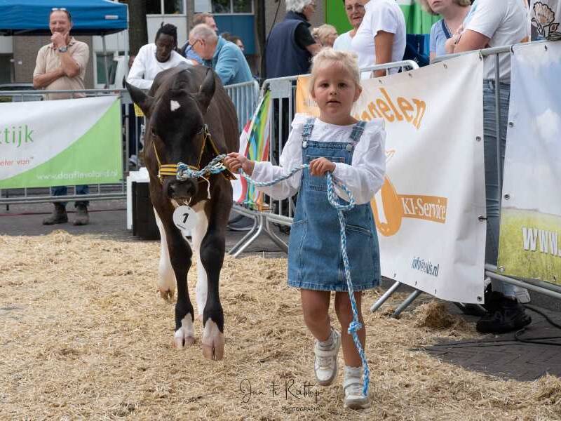 Koeien, kalfjes en kinderen centraal op 35e editie Pinkendag